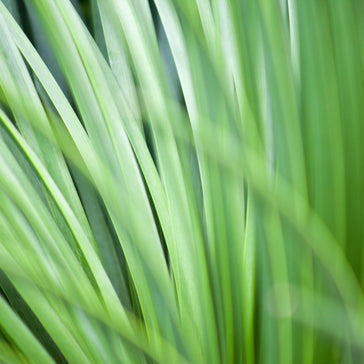 How to care for a Beaucarnea Recurvata | Ponytail palm