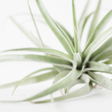 Plant Spotlight: Tillandsias - Air Plant