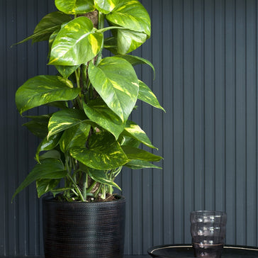 How to care for an Epipremnum