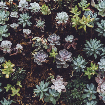How to care for a Kalanchoe succulent