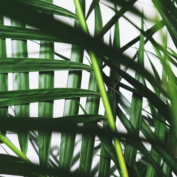 How to care for a Chamaedorea Elegans | Parlour Palm plant
