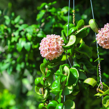 Plant Spotlight: Hoya