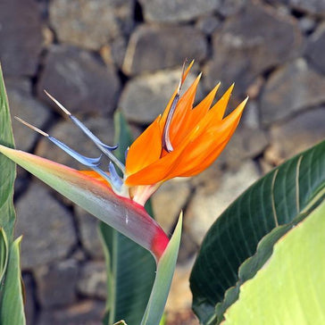How to care for a Strelitzia plant (Bird of Paradise)