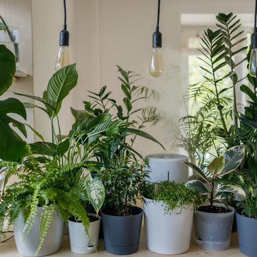 Top 5 Plants to Keep Your Home Tropical During the Winter Season