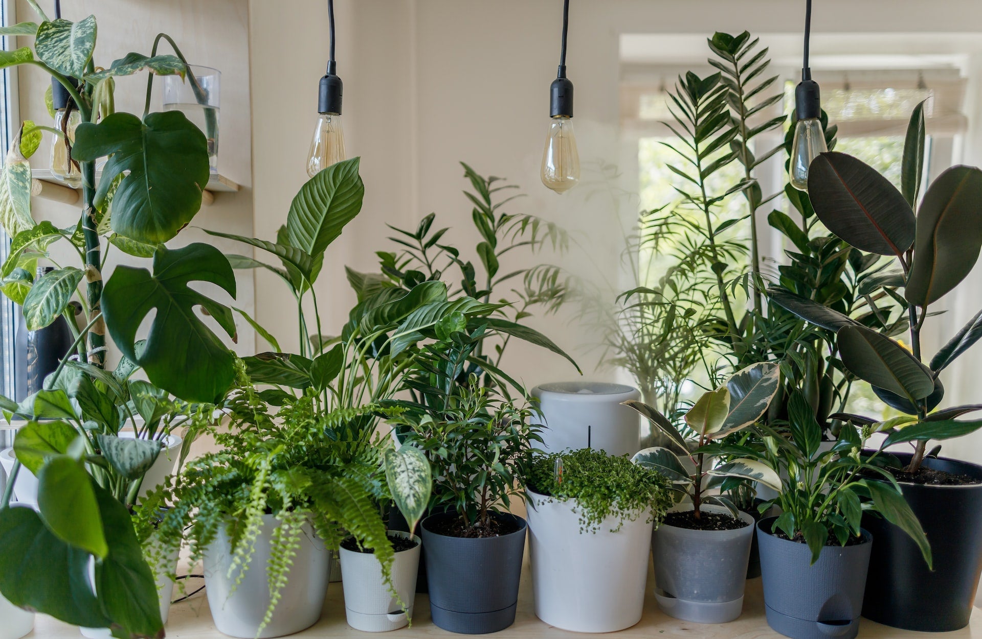 Top 5 Plants to Keep Your Home Tropical During the Winter Season