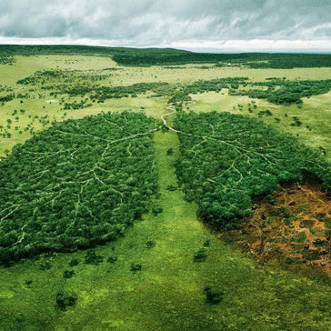 How do plants produce oxygen?