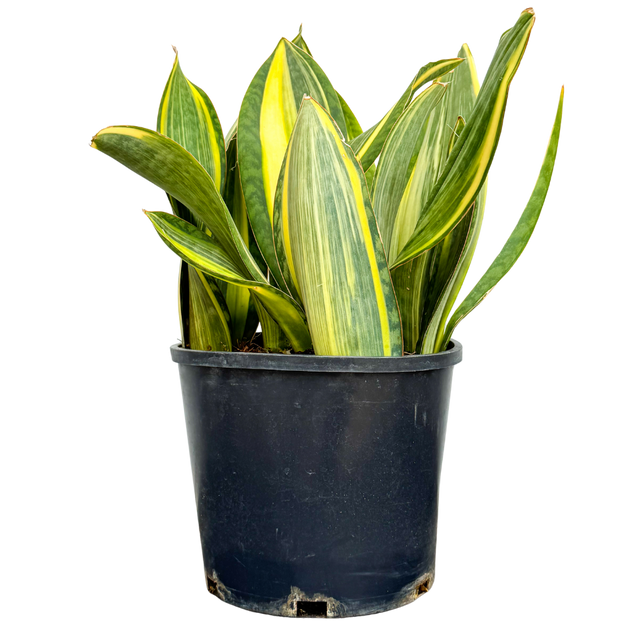 variegated whale fin sansevieria Sansevieria Masoniana Variegata | Whale Fin Snake | 25" Pot | Easy Care Houseplant