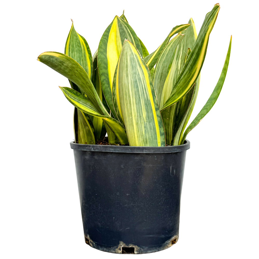 Sansevieria Masoniana Variegata | Variegated Whale Fin Snake (XL)