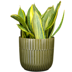 Sansevieria Masoniana Variegata | Variegated Whale Fin Snake (XL)