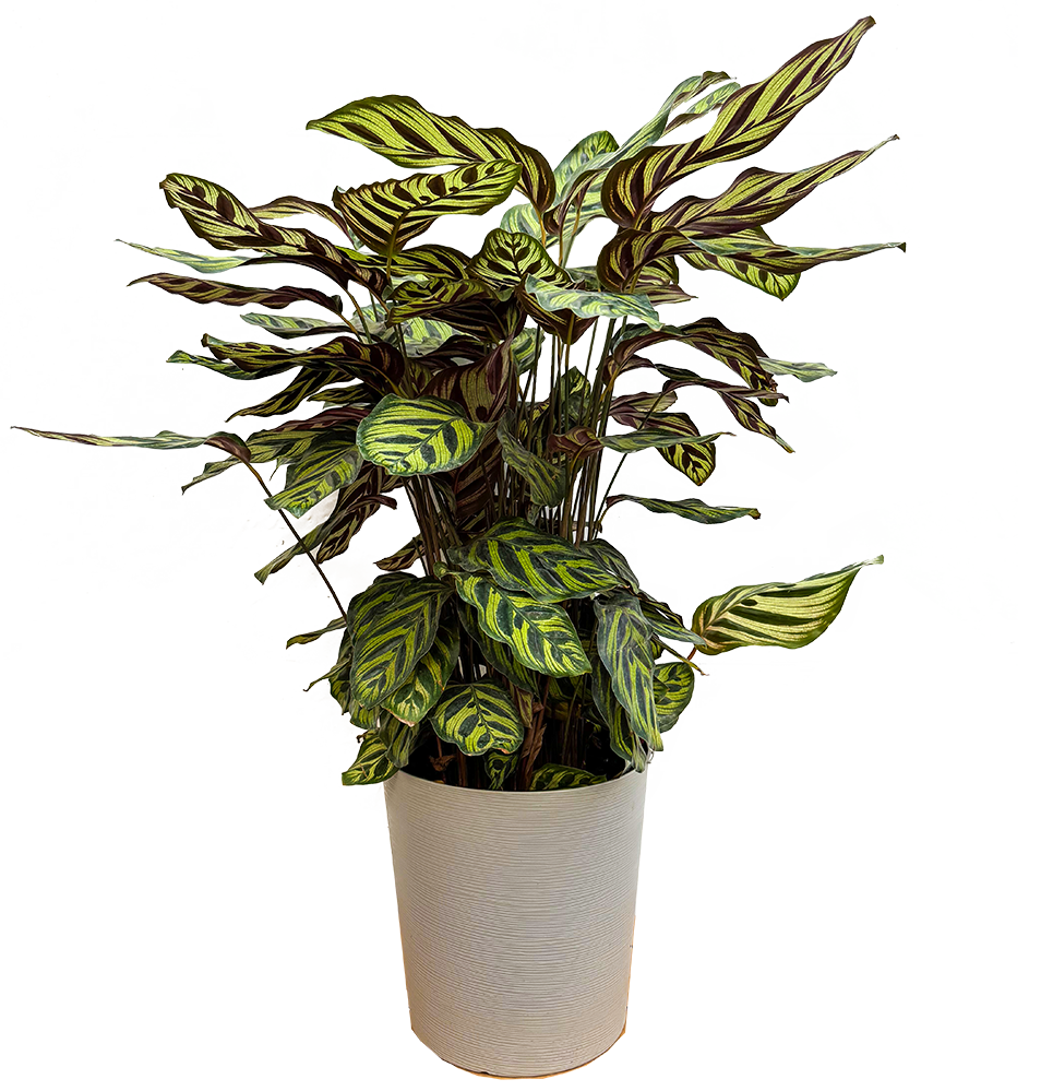 Calathea Peacock | Goeppertia Makoyana | Peacock Plant (XL)