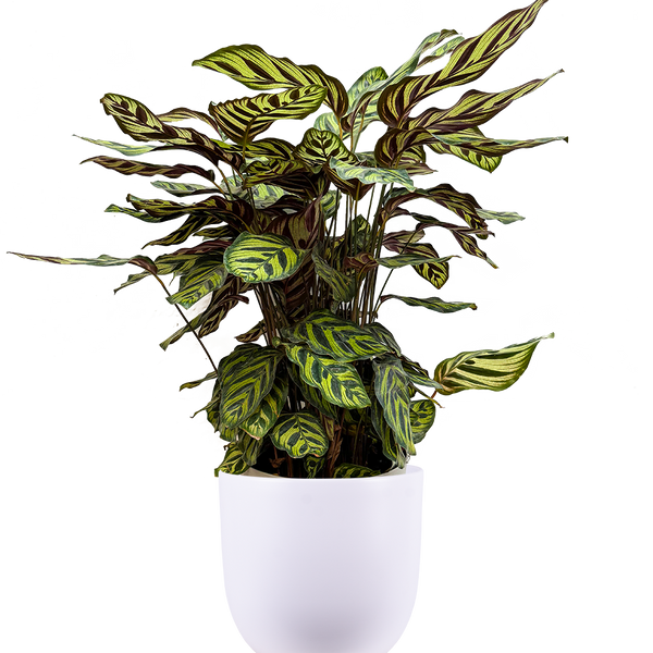 Calathea Makoyana | Peacock Plant | 10