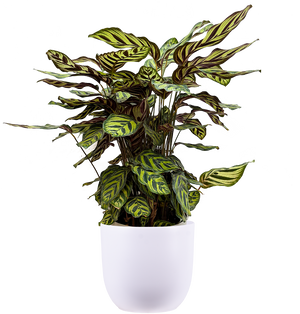 peacock plant indoor Calathea Makoyana | Peacock Plant | 10" Pot | Pet Friendly Houseplant