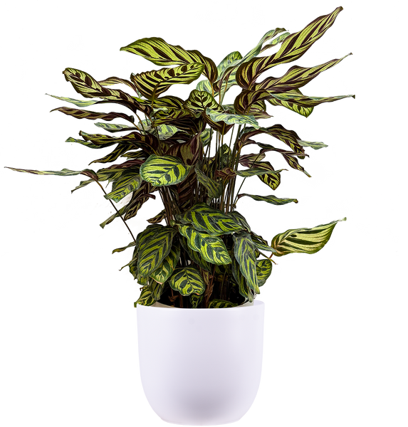 Calathea Makoyana | Peacock Plant | 10