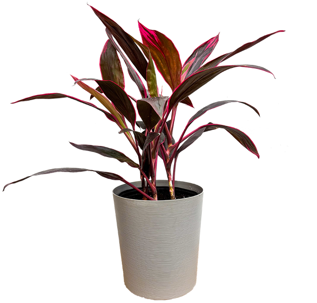 cordyline pot plant Cordyline Red Sister (XL)