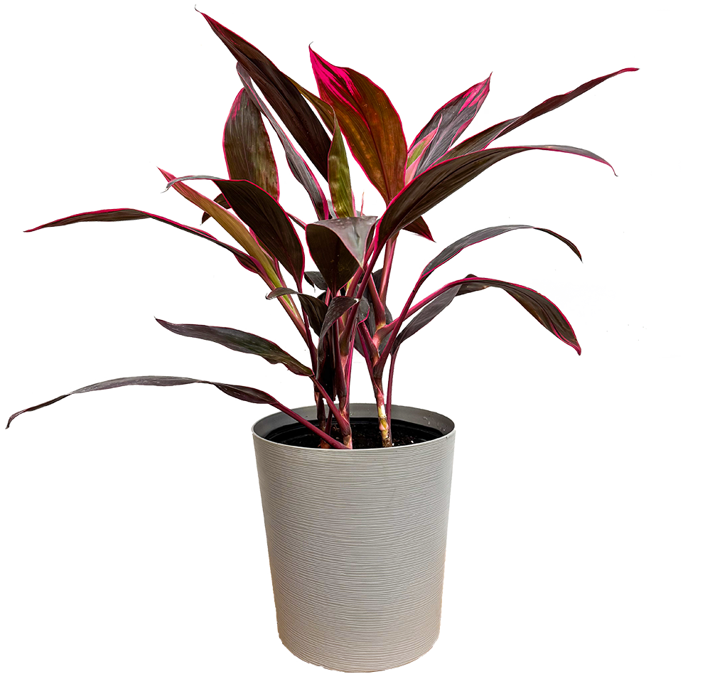 Cordyline Red Sister (XL)