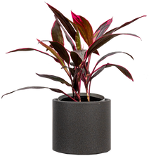 Cordyline Red Sister (XL)