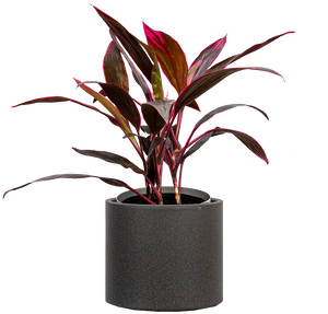 Cordyline Red Sister (XL) | 10