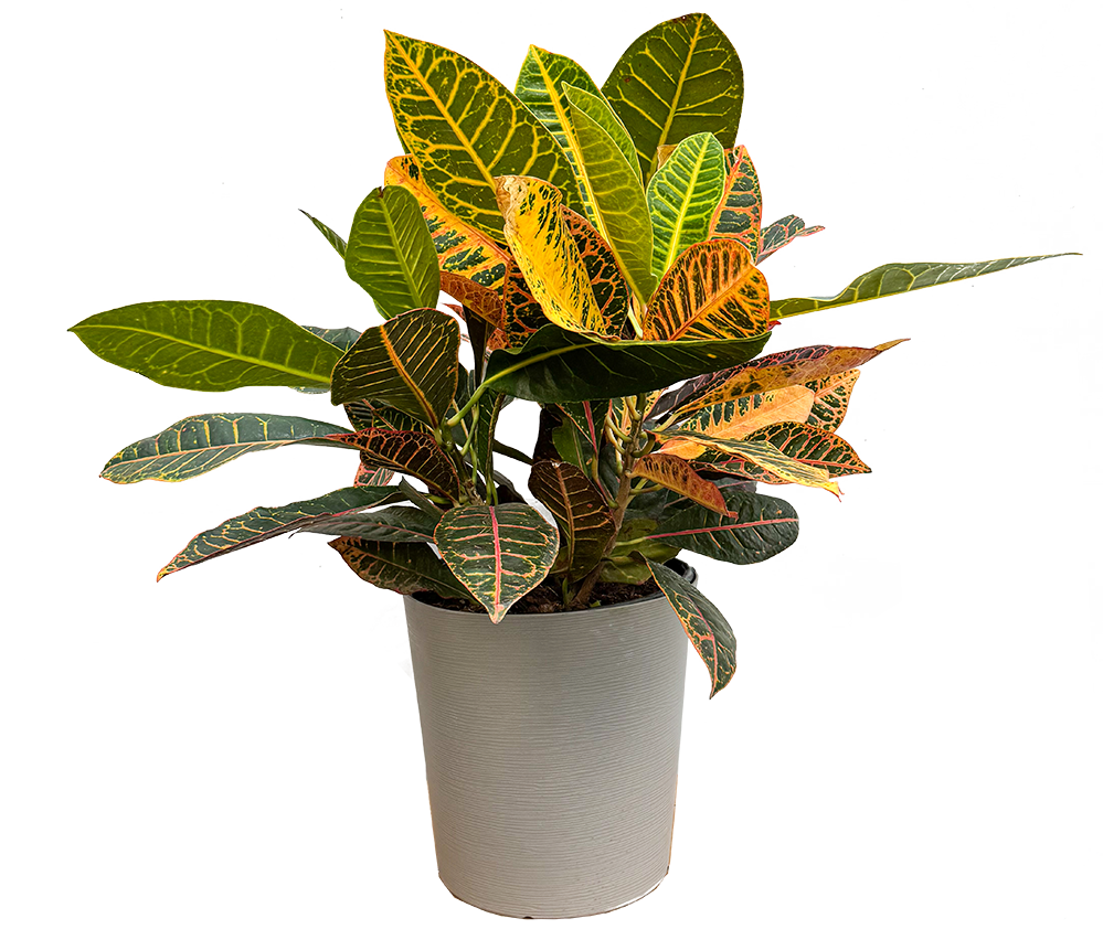 Croton Petra (XL)