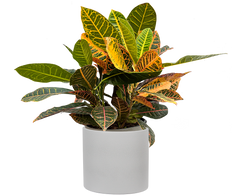 Croton Petra (XL)