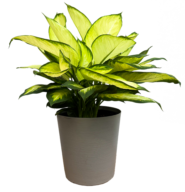 dieffenbachia marianne Dieffenbachia Tropic Marianne (XL)