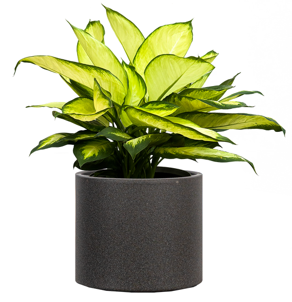 dieffenbachia tropic marianne care Dieffenbachia Tropic Marianne (XL) | 10" Pot | Easy Care Houseplant