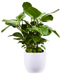 Ficus Altissima | Council Tree (XL)