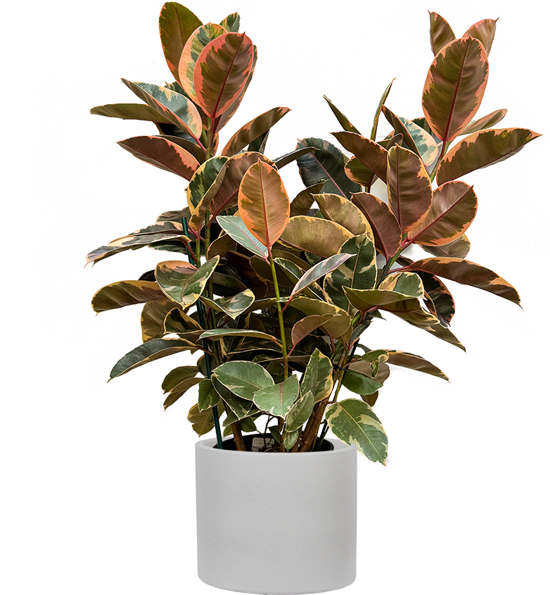 Ficus Ruby | Rubber Tree | 10