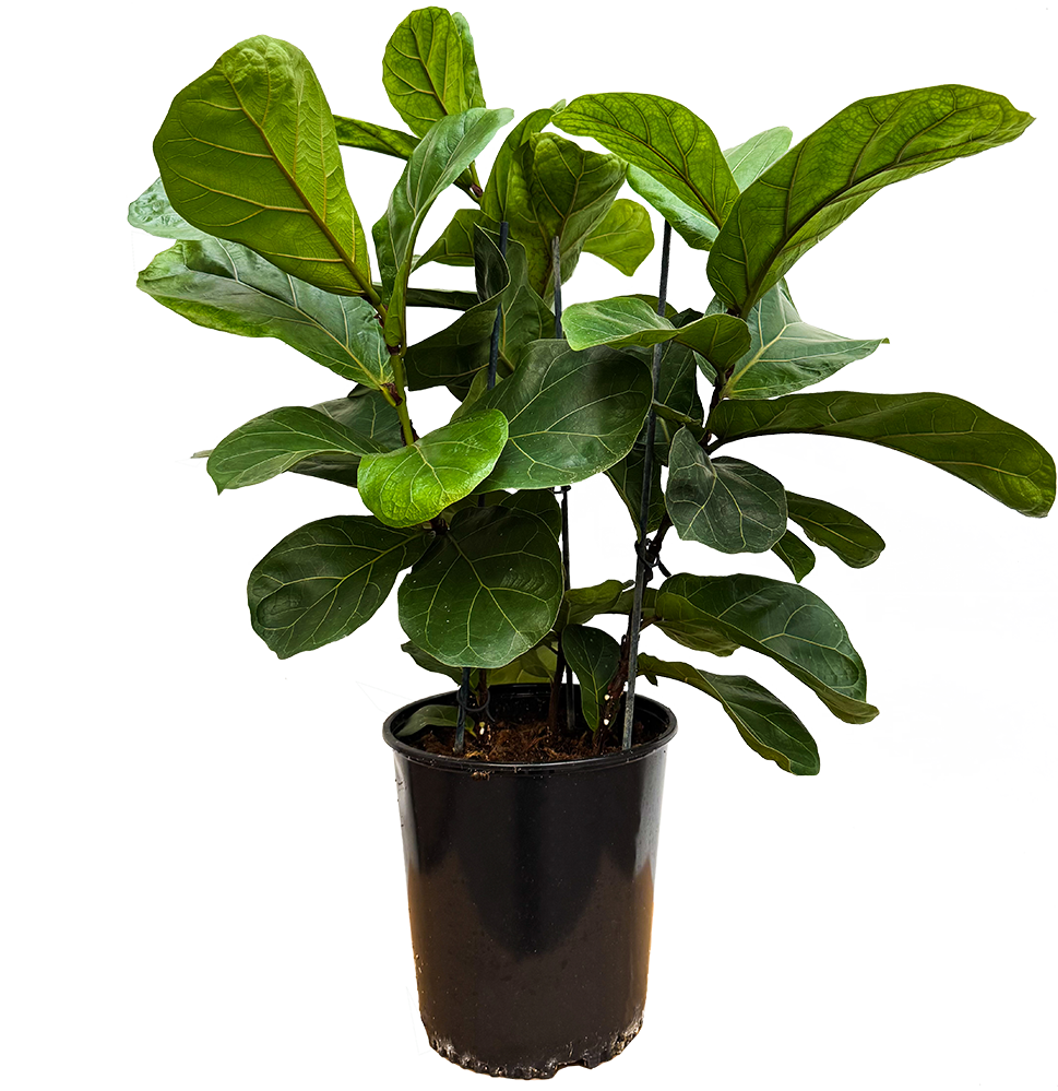 Ficus Lyrata Low Bush (XL) | Fiddle Leaf Fig