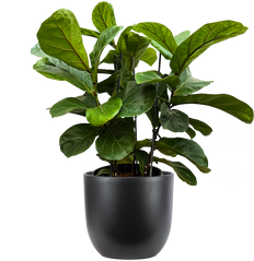 Ficus Lyrata Low Bush (XL) | Fiddle Leaf Fig