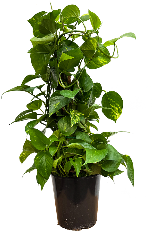 is epipremnum aureum a pothos Epipremnum Aureum