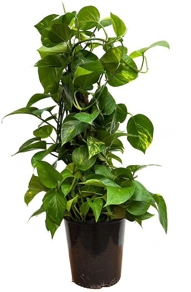 Epipremnum Aureum | Pothos Gold on Totem (XL)