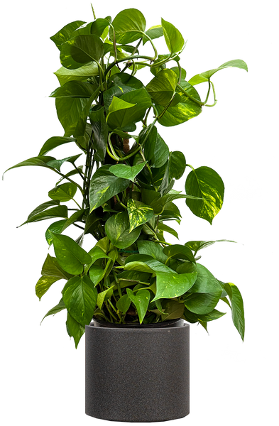 golden pothos totem Epipremnum Aureum | Pothos Gold | 10" Pot | Easy Care Houseplant