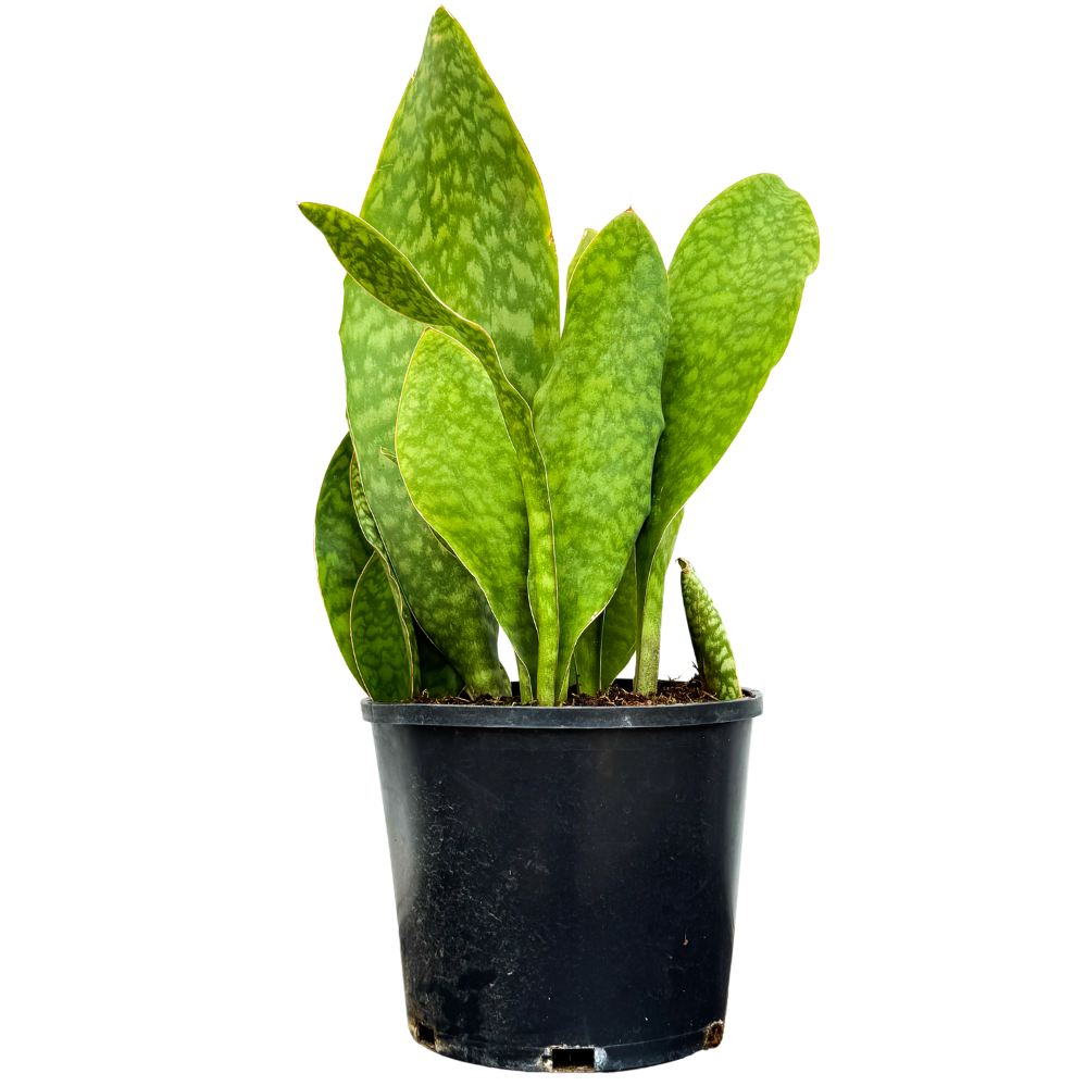 Sansevieria Masoniana | Whale Fin Snake (XL)
