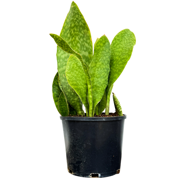 sansevieria masoniana care Sansevieria Masoniana | Whale Fin Snake | 25" Pot | Easy Care Houseplant