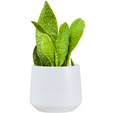 Sansevieria Masoniana | Whale Fin Snake (XL)