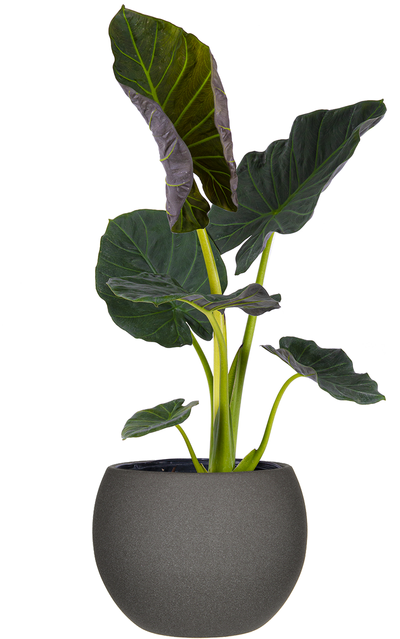 elephant ear plant alocasia regal shield Alocasia Regal Shield | Elephants Ear | 10" Pot | Houseplant