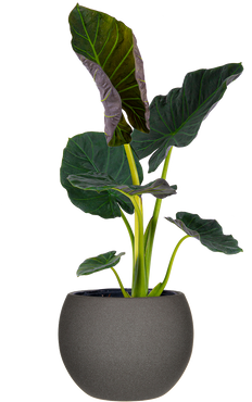 Alocasia Regal Shield | Elephants Ear (XL)