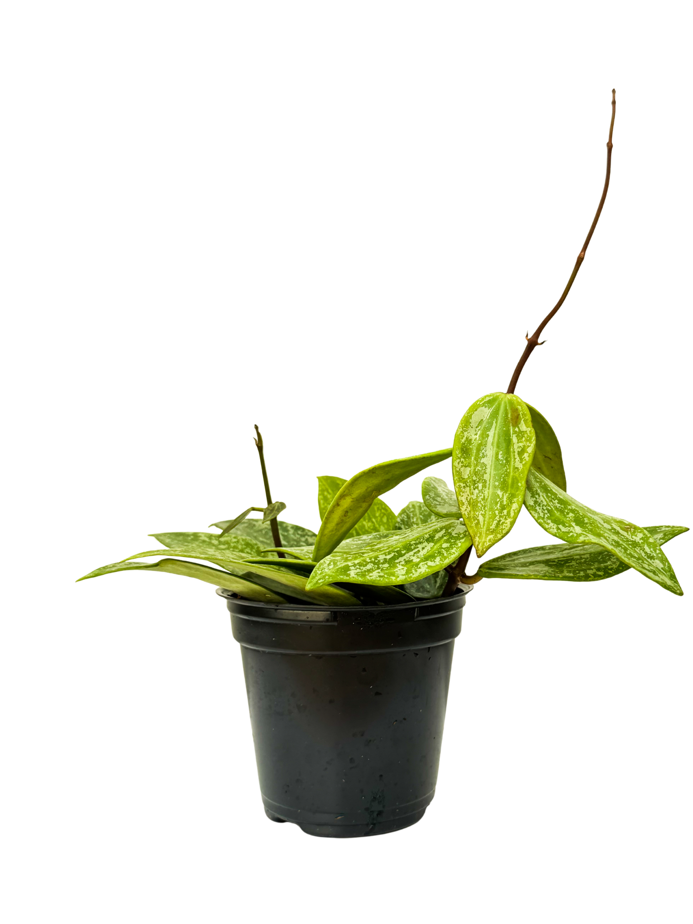 Hoya Rangsan Splash | Wax Plant (S)