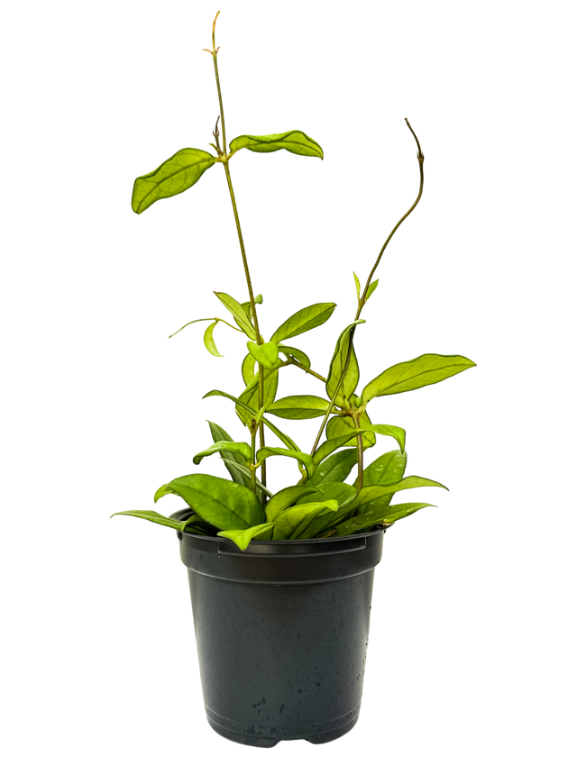 wax house plant Hoya Crassipetiolata | Wax Plant | 4" Pot | Pet Friendly And Easy Care Houseplant