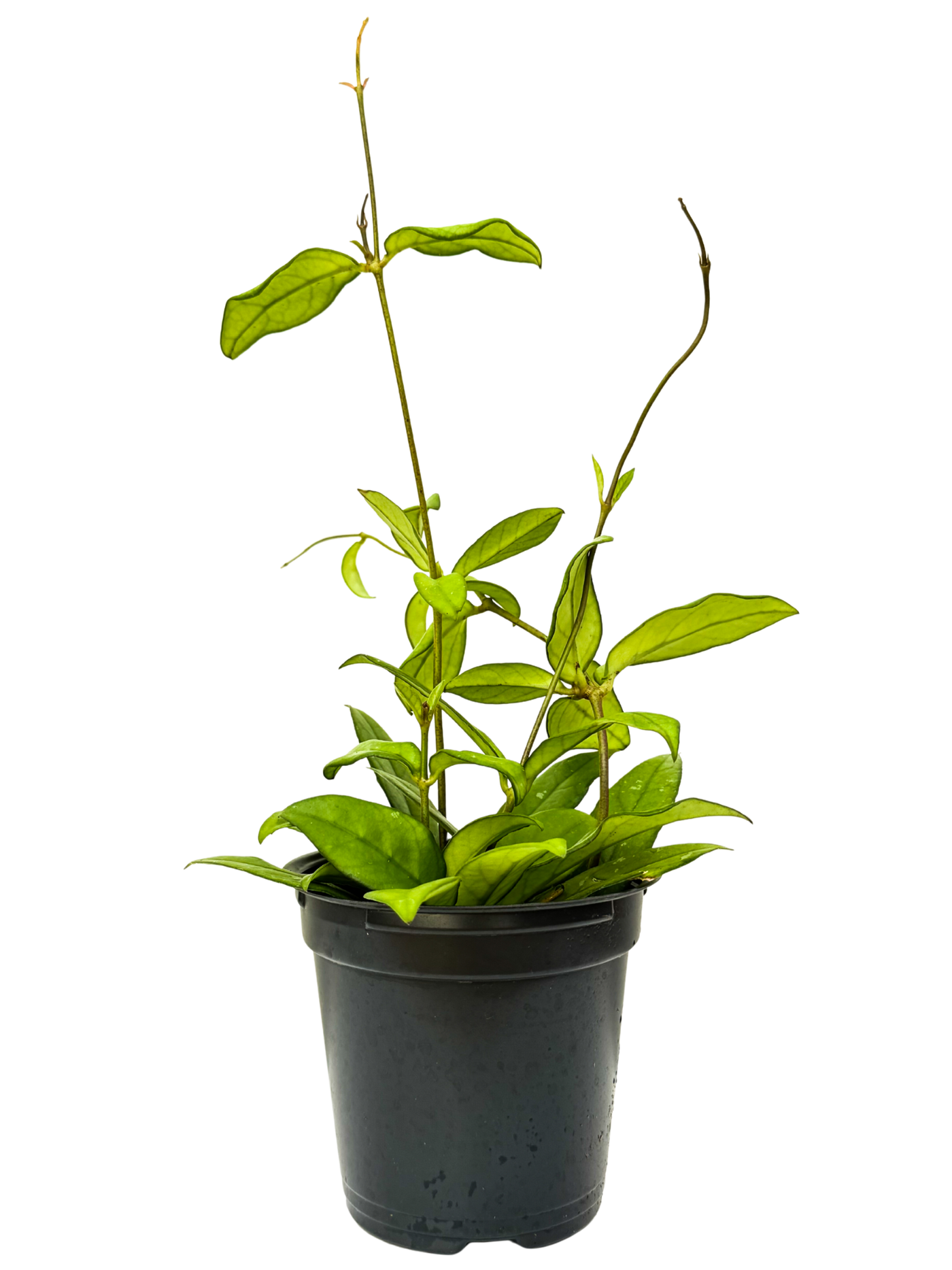 Hoya Crassipetiolata | Wax Plant (S)