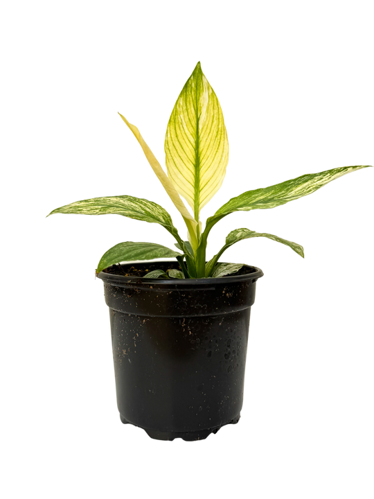 Spathiphyllum Sensation Variegata | Peace Lily (S)