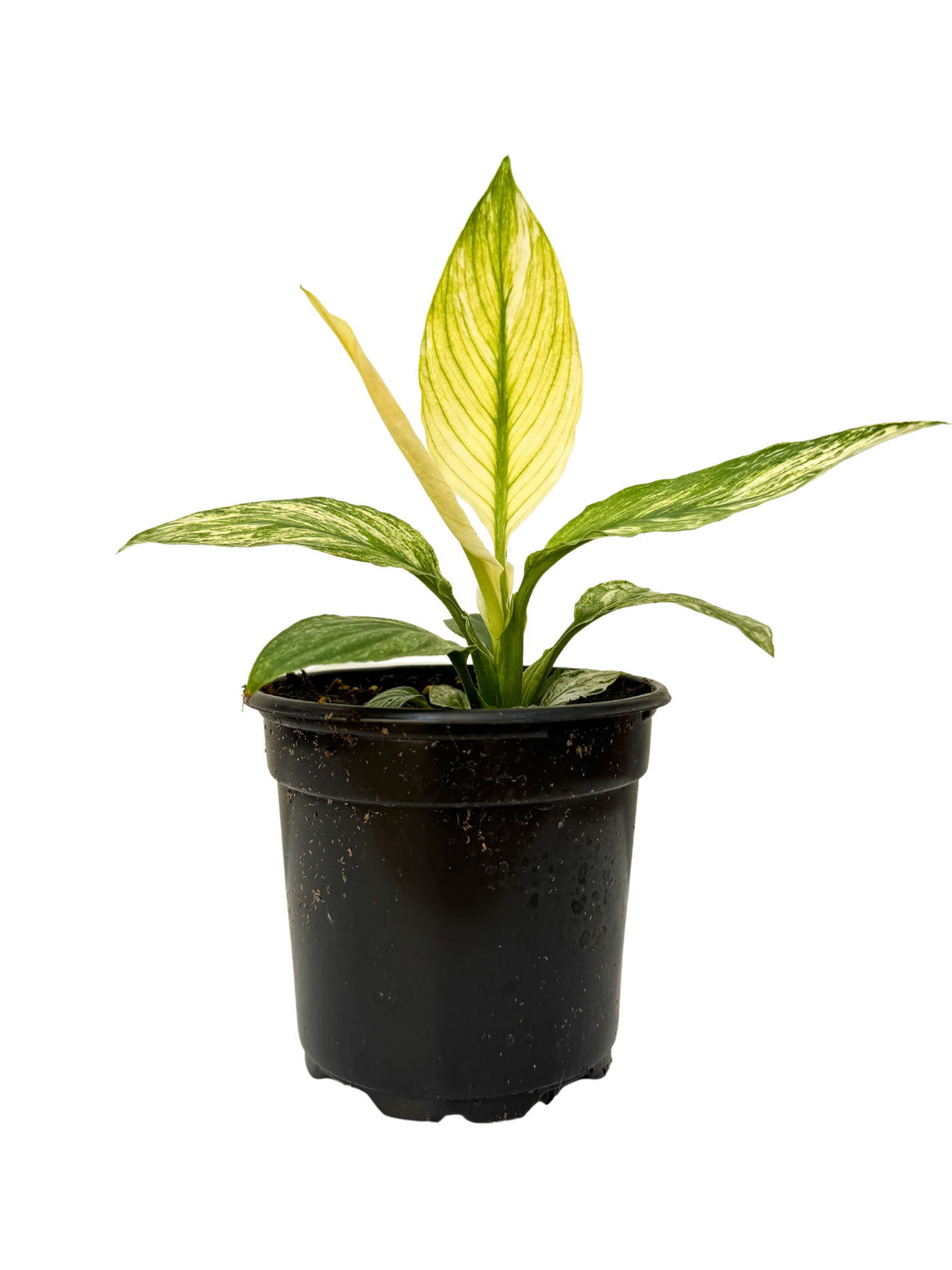 Spathiphyllum Sensation Variegata | Peace Lily (S)