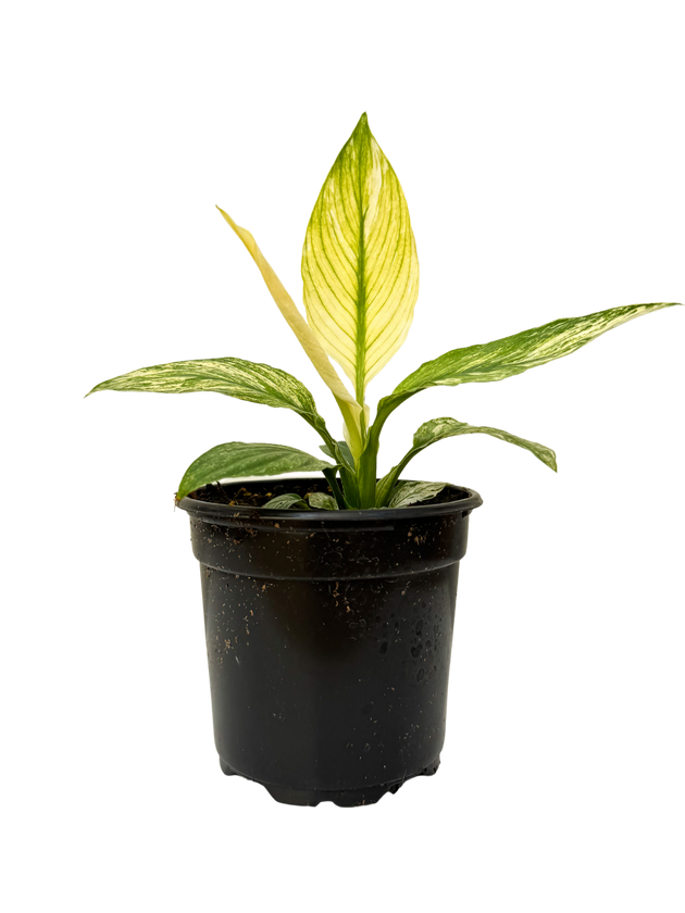 Peace Lily | Spathiphyllum | 4