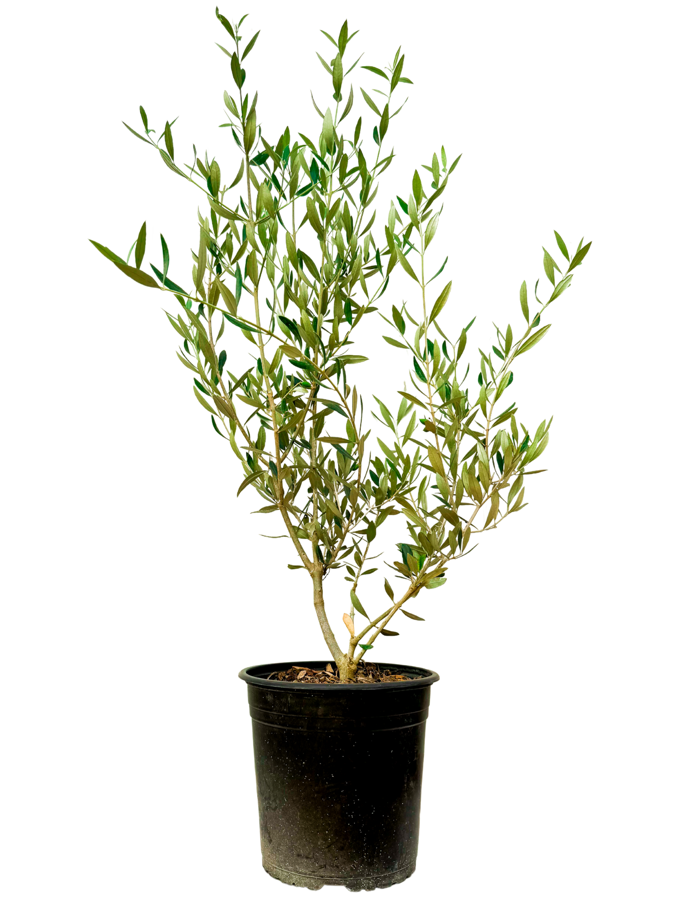 Olea | Olive Tree (L)