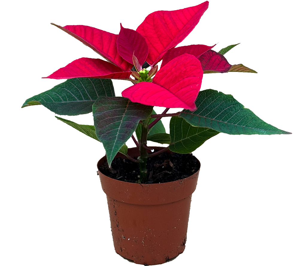 Poinsettia | Red (XS)