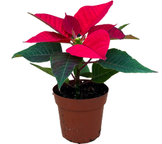 Poinsettia | Red (XS)