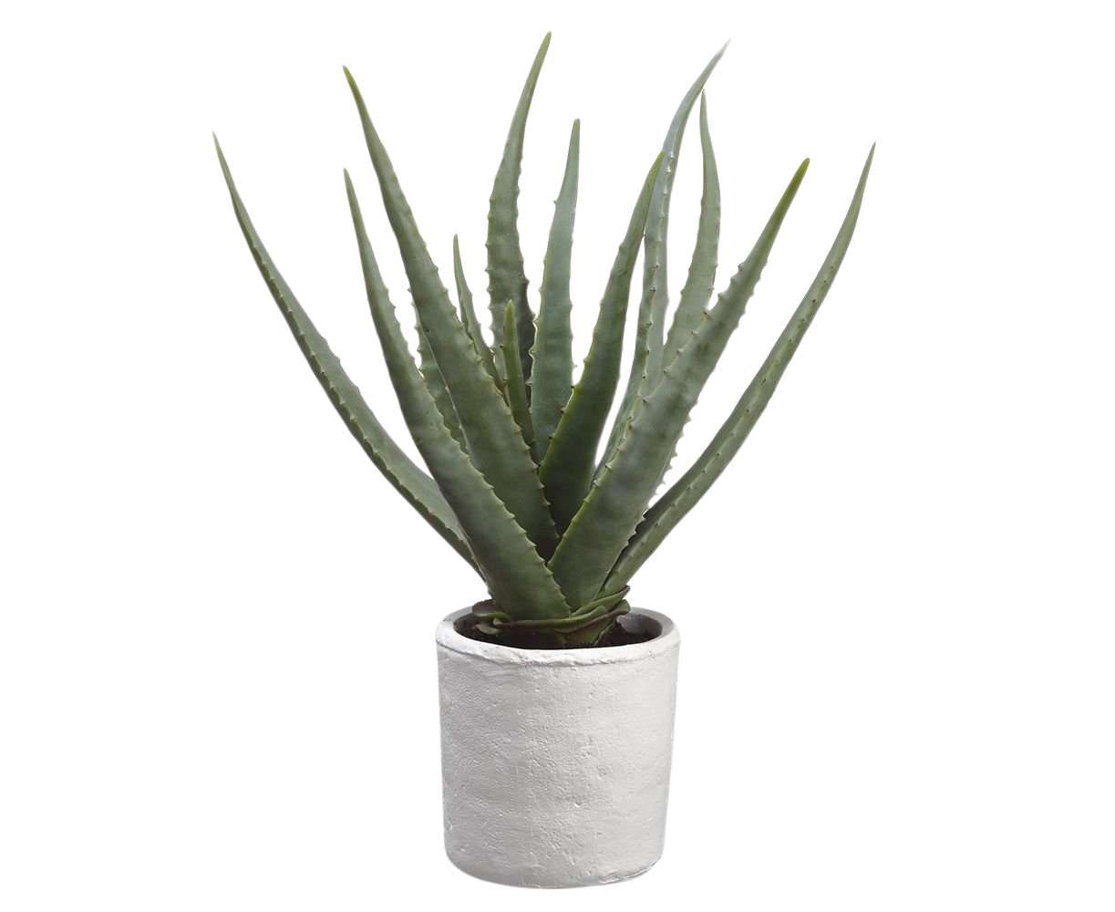 Artificial Agave in White Magnesium Pot