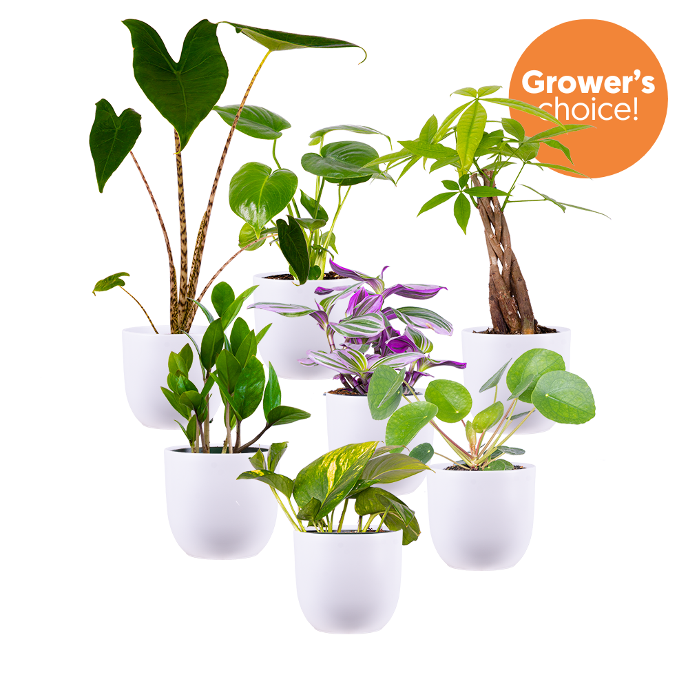 Mystery Bundle | Medium (White Pots)