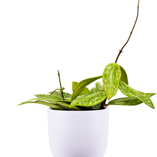 Hoya Rangsan Splash | Wax Plant | 4