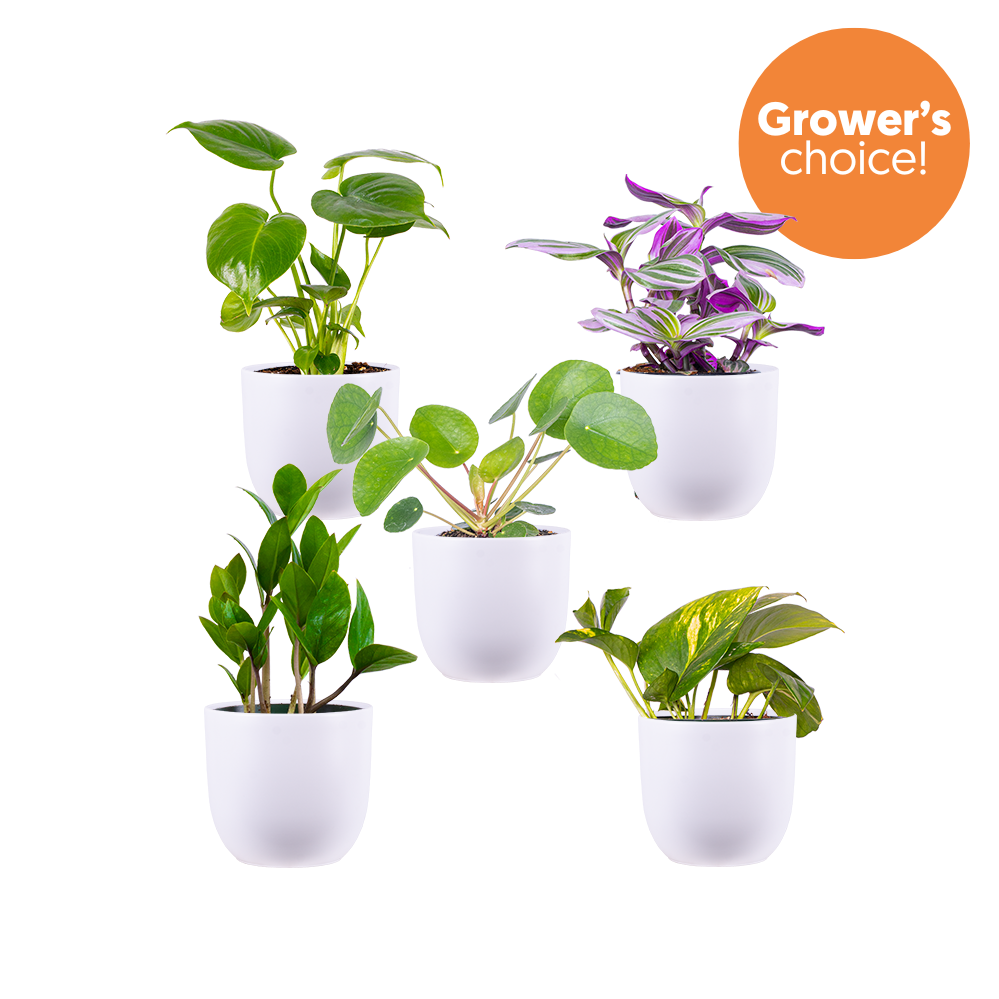 Mystery Bundle | Small (White Pots)